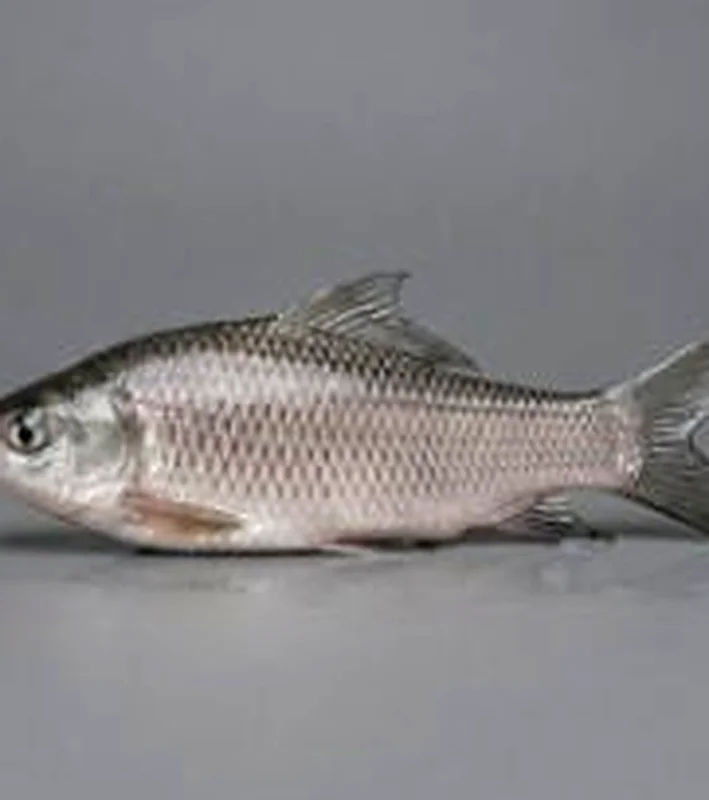 Rohu (Rui)